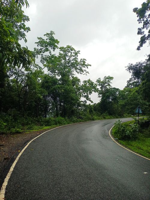 Free A quiet forest road curves through lush greenery, captured after a refreshing rain. Stock Photo