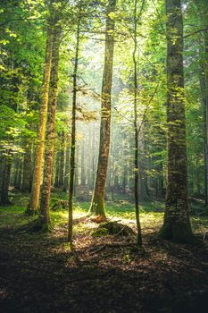 Sunlit forest scene with tall trees and green foliage, creating a serene natural atmosphere.