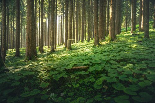 Free Discover a tranquil forest filled with towering trees and abundant green foliage, bathed in gentle sunlight. Stock Photo