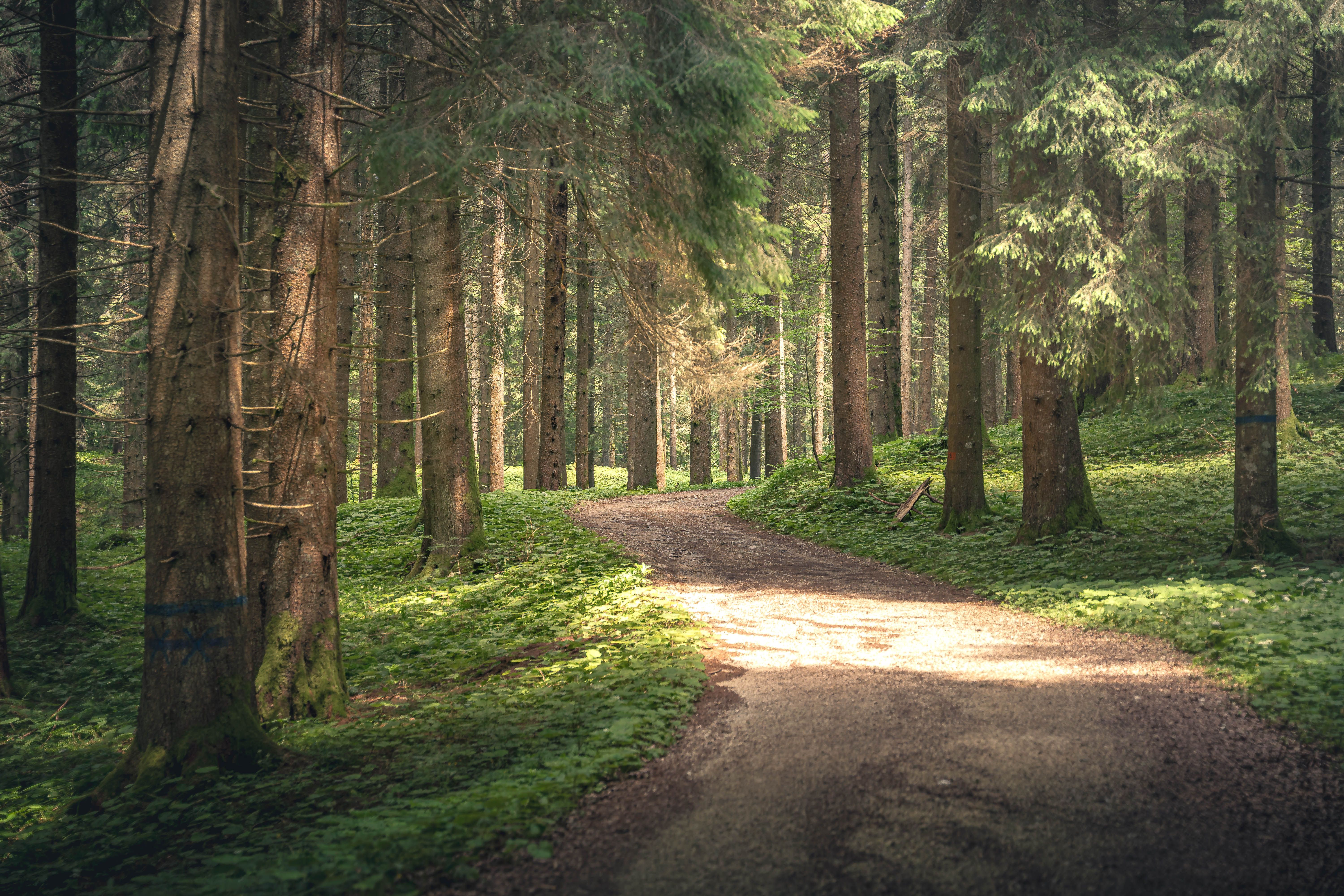 Tranquil forest trail meandering through lush greenery and towering trees in a serene woodland setting.