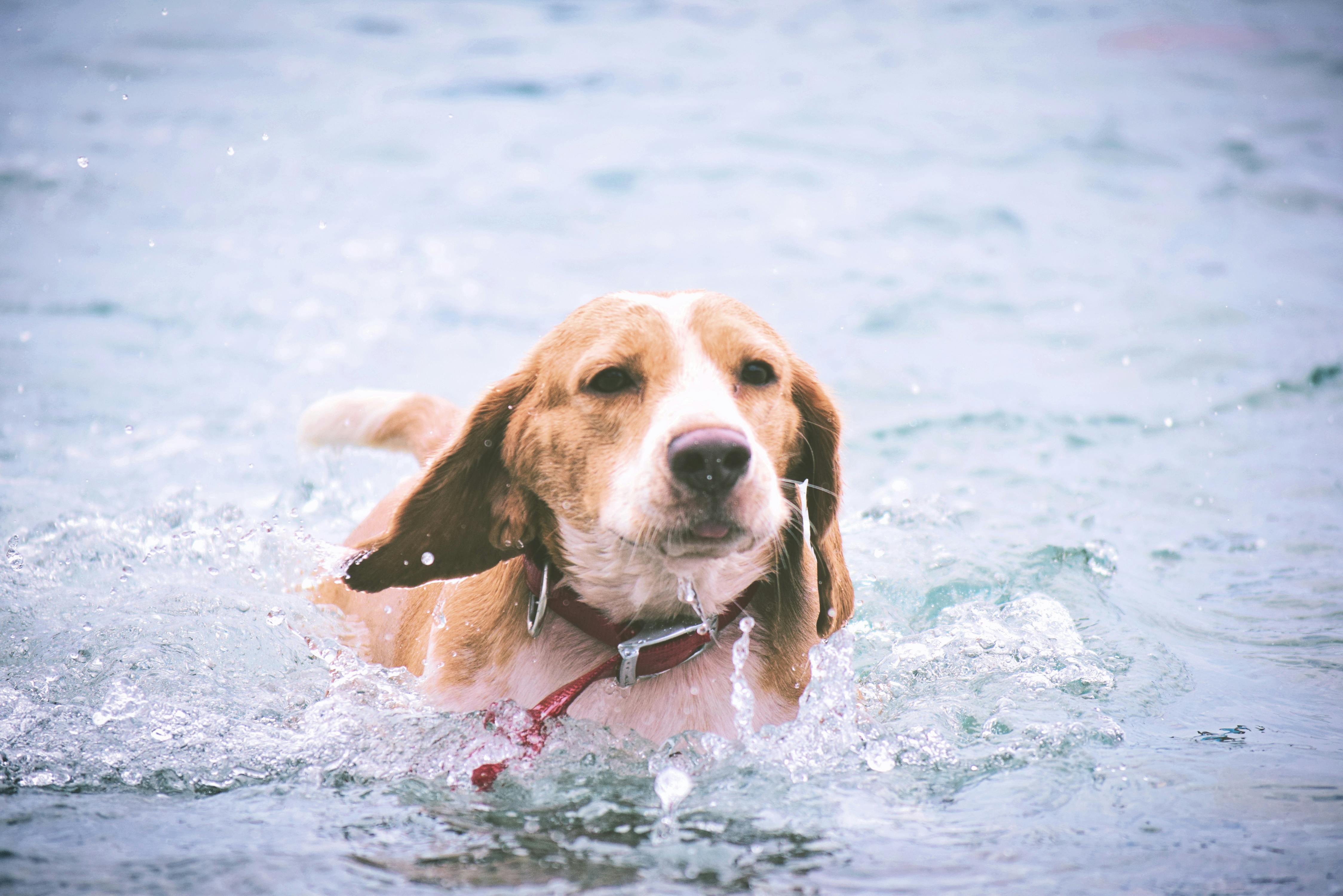 有关狗 狗游泳 米格魯的免费素材图片