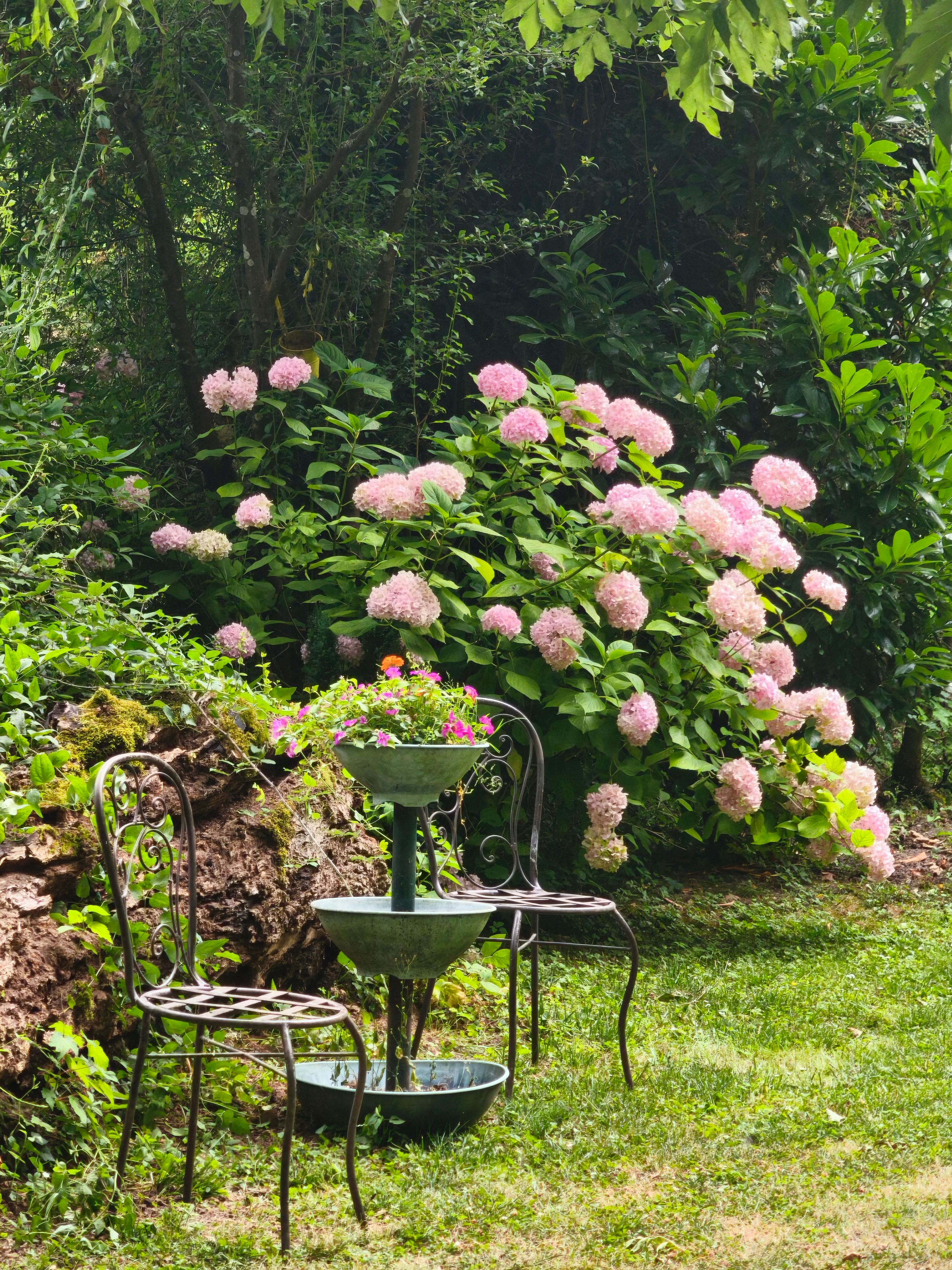 [ColoSach]-a-serene-garden-scene-with-vintage-chairs-and-blooming-pink-hydrangeas,-perfect-for-relaxation.