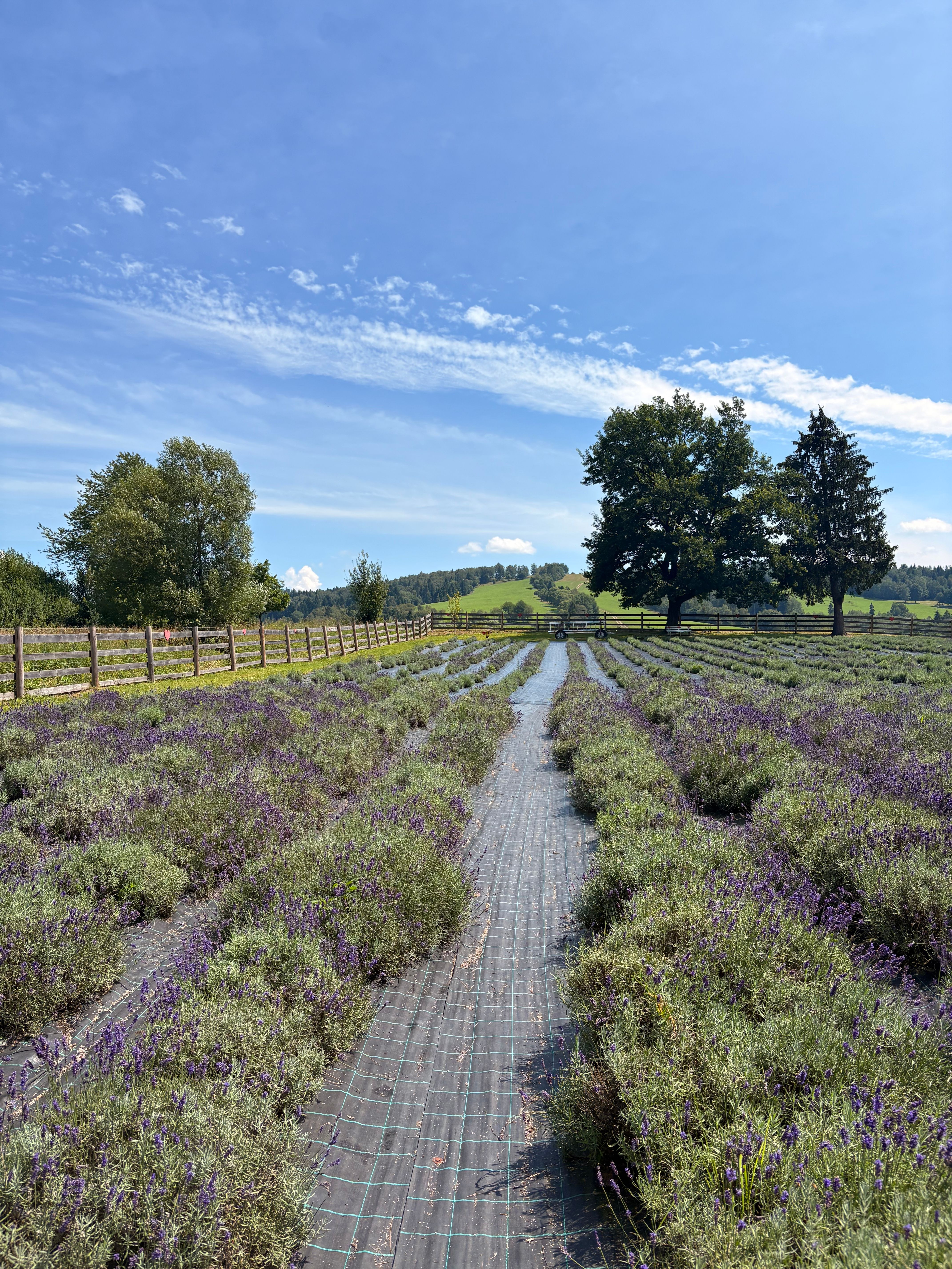 Lavender field with lush greenery and blue sky, perfect for natural beauty themes.. lavender, field, with
