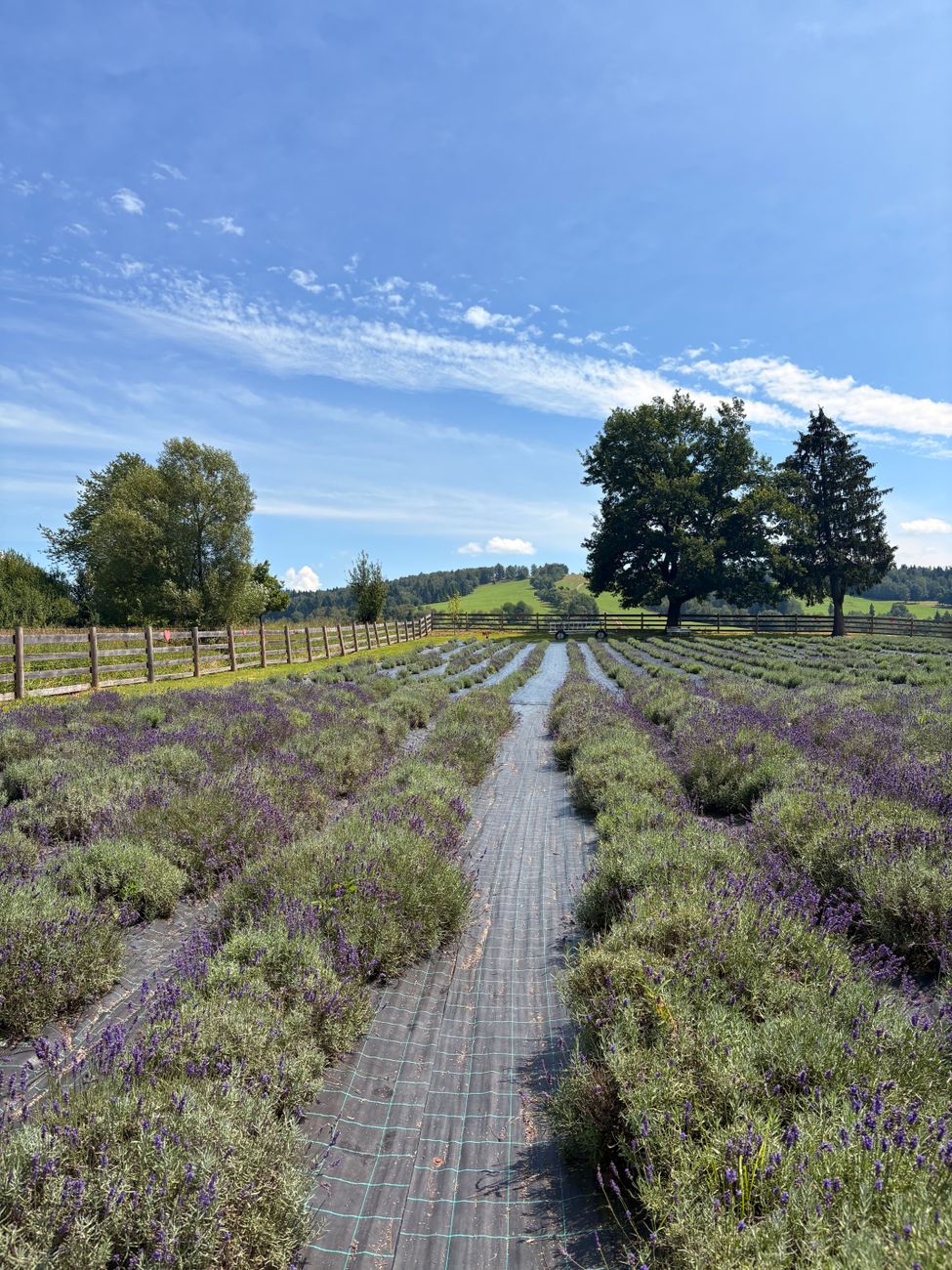 Lavender field with lush greenery and blue sky, perfect for natural beauty themes.. lavender, field, with