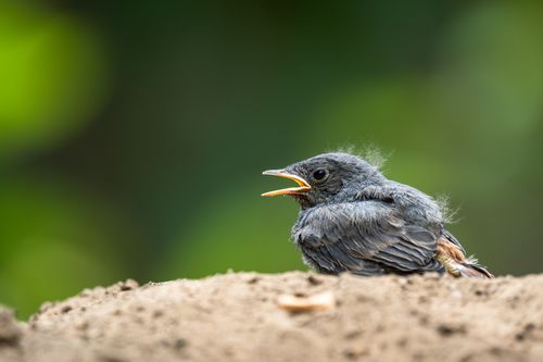 Free A juvenile bird perched on soil with a blurred green background, capturing nature's raw beauty. Stock Photo