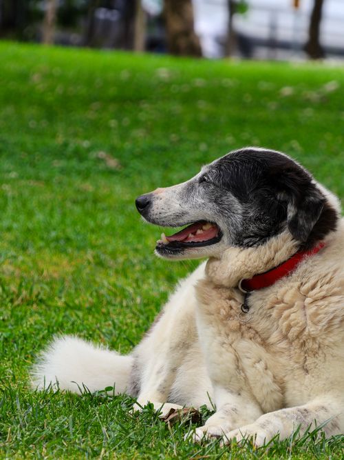Free A senior dog with a red collar lying on the vibrant green grass, enjoying a sunny day outdoors. Stock Photo