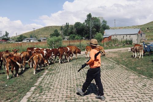 Free A young farmer guides a herd of cattle through a rural landscape on a sunny day. Stock Photo