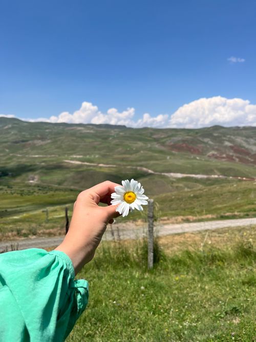 Free A hand holds a daisy against a backdrop of lush mountains and a clear blue sky, showcasing natural beauty. Stock Photo