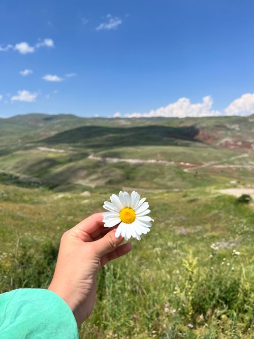 Free A solitary hand holds a daisy with a natural, mountainous landscape in the background under a clear blue sky. Stock Photo