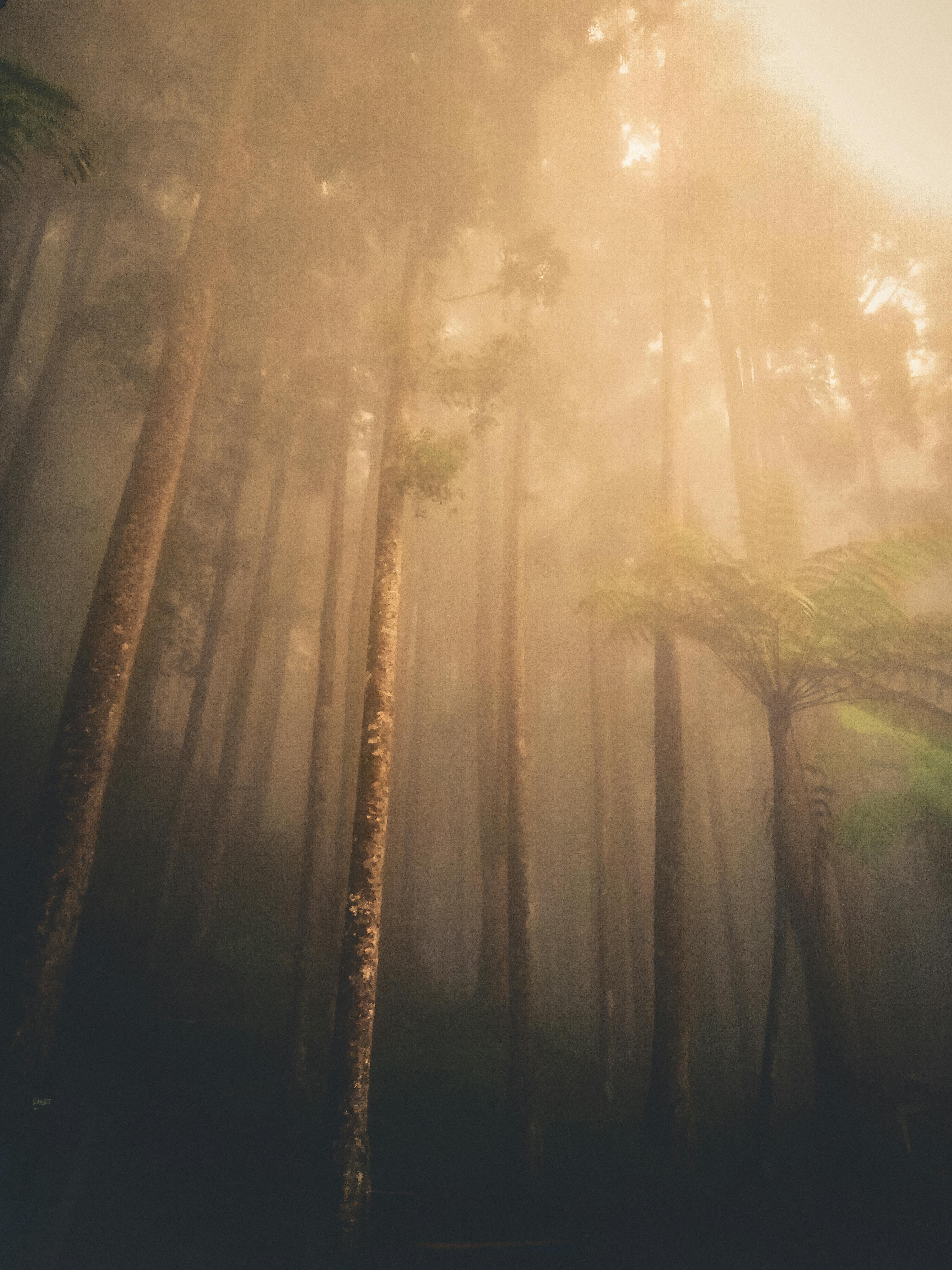 From below of tall green trees growing in calm forest under bright sun rays