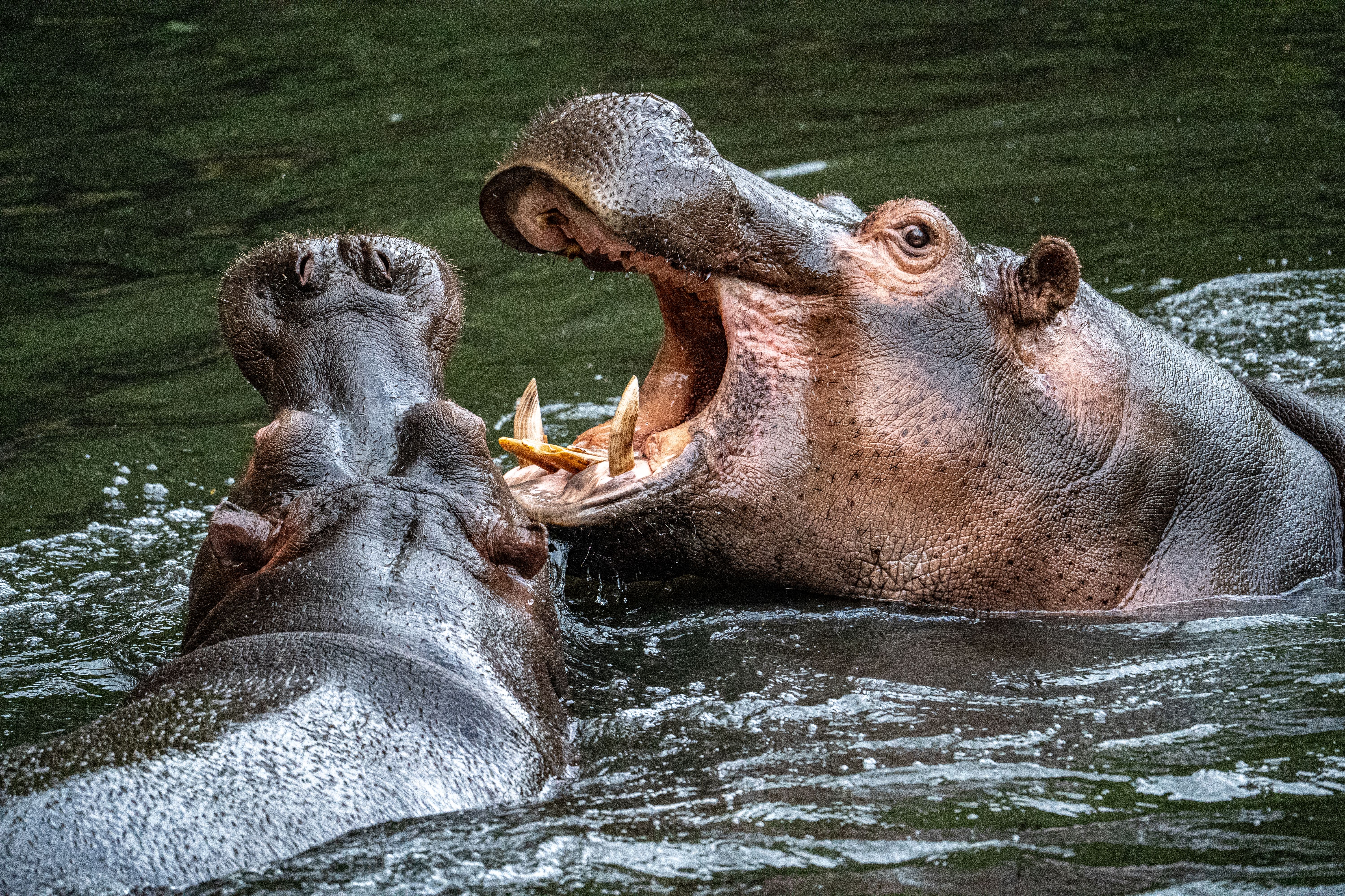 Hippo