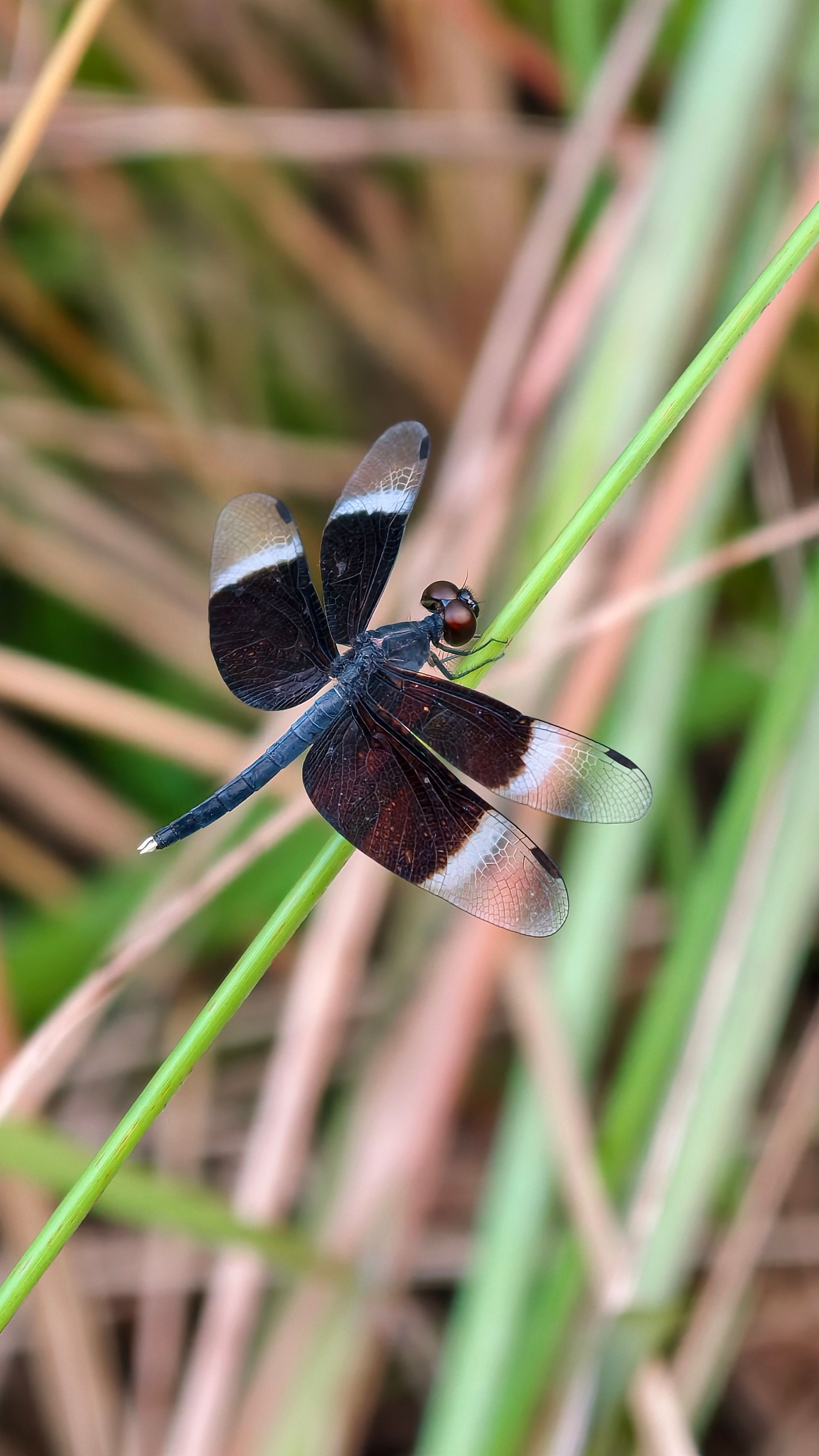 Detailed image of a Widow Skimmer dragonfly perched on a grass blade.