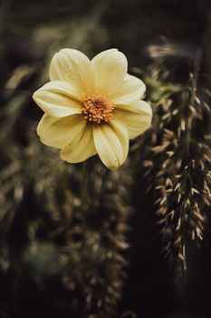 Close-up of a yellow dahlia flower with raindrops in a garden in Rostock, Germany.