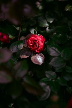 A vibrant red rose surrounded by lush green foliage, captured outdoors in Helsinki, Finland.
