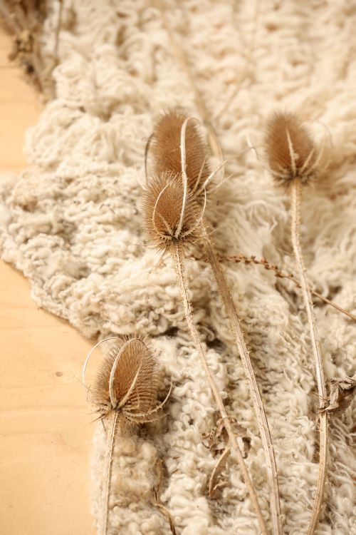 Free Close-up of dry teasel flowers on textured fabric, earthy and rustic feel. Stock Photo