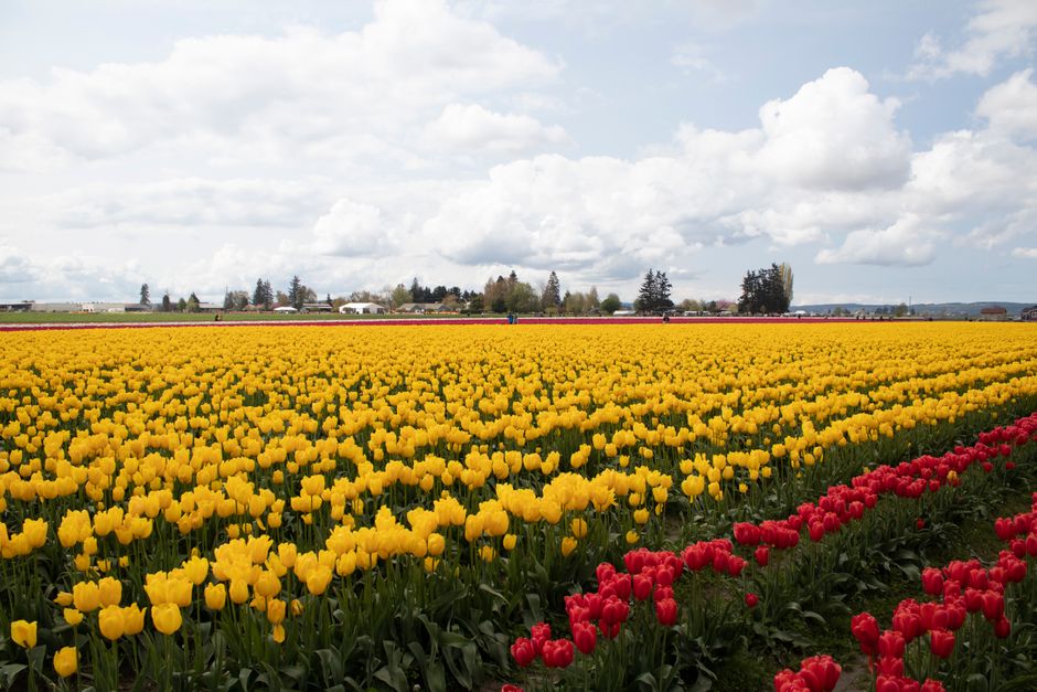 Lavendelveld vol bloeiende paarse bloemen. Lavendelveld vol bloeiende paarse bloemen.