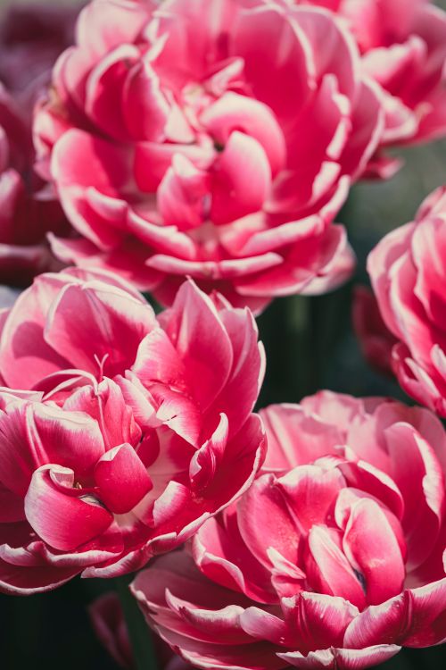 Free Close-up of vivid pink flowers blooming outdoors in spring sunlight. Stock Photo
