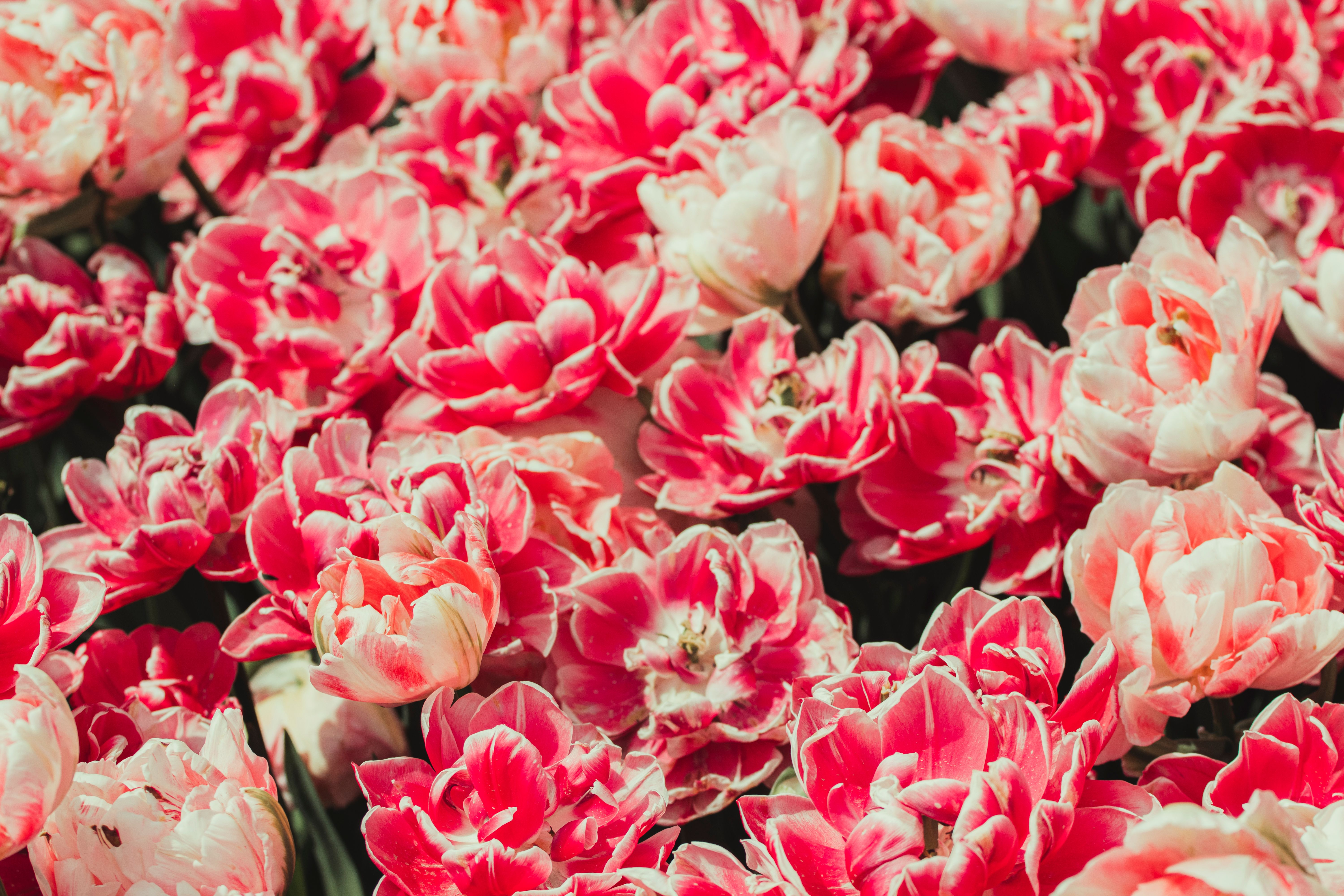 [ColoSach]-a-colorful-display-of-red-and-white-tulips-in-full-bloom-during-springtime.