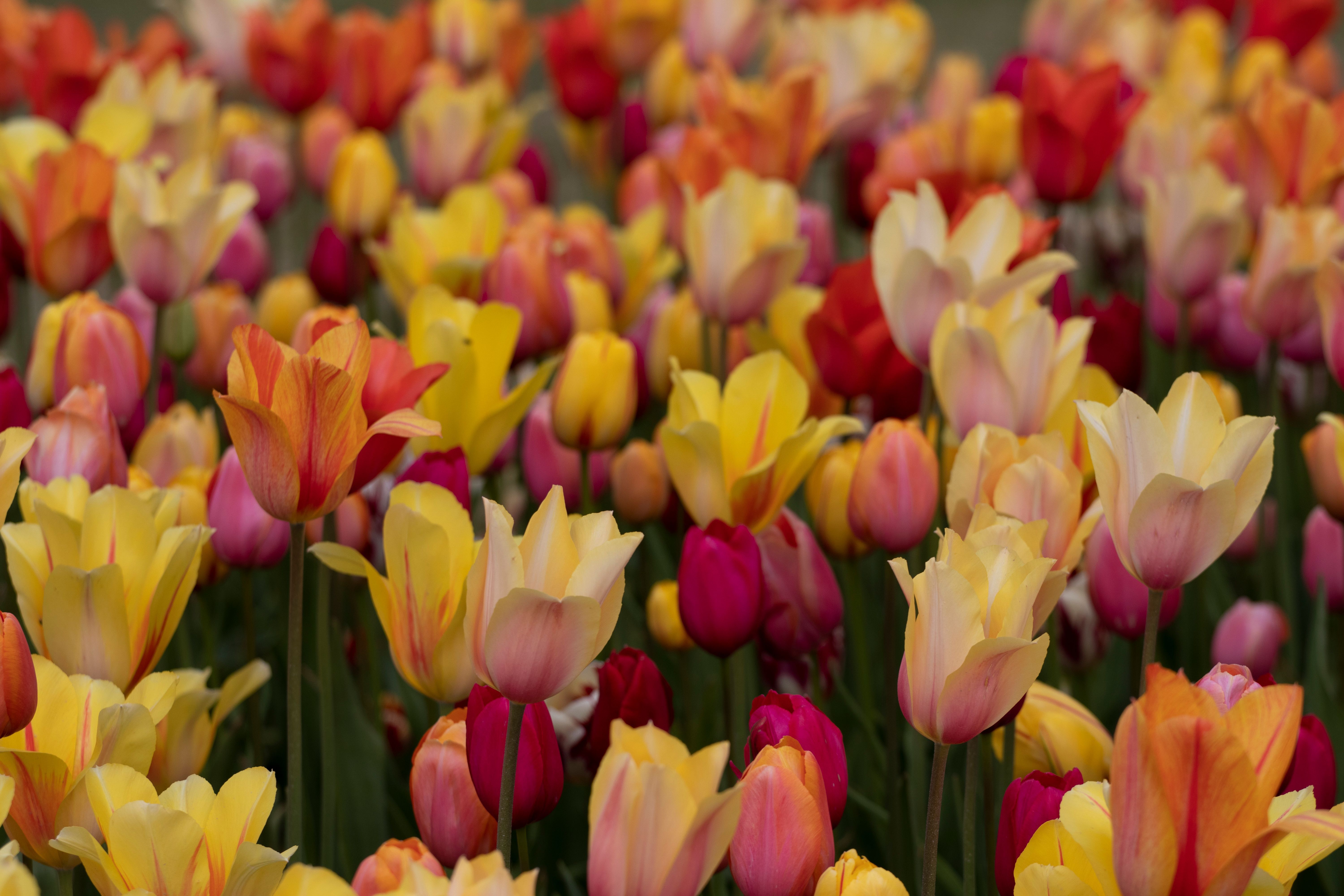 [ColoSach]-colorful-tulip-field-in-spring-showcasing-a-variety-of-blooming-flowers.