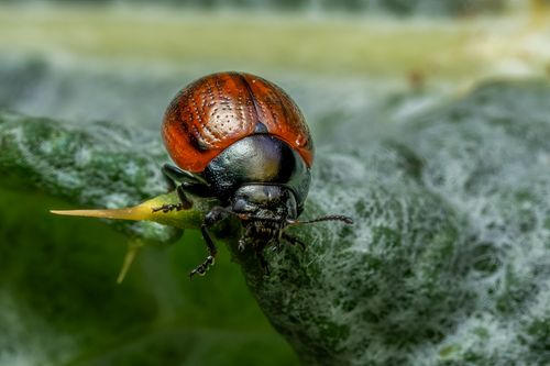 Free Macro shot of a vibrant red beetle sitting on a green leaf, captured in Valencia. Stock Photo