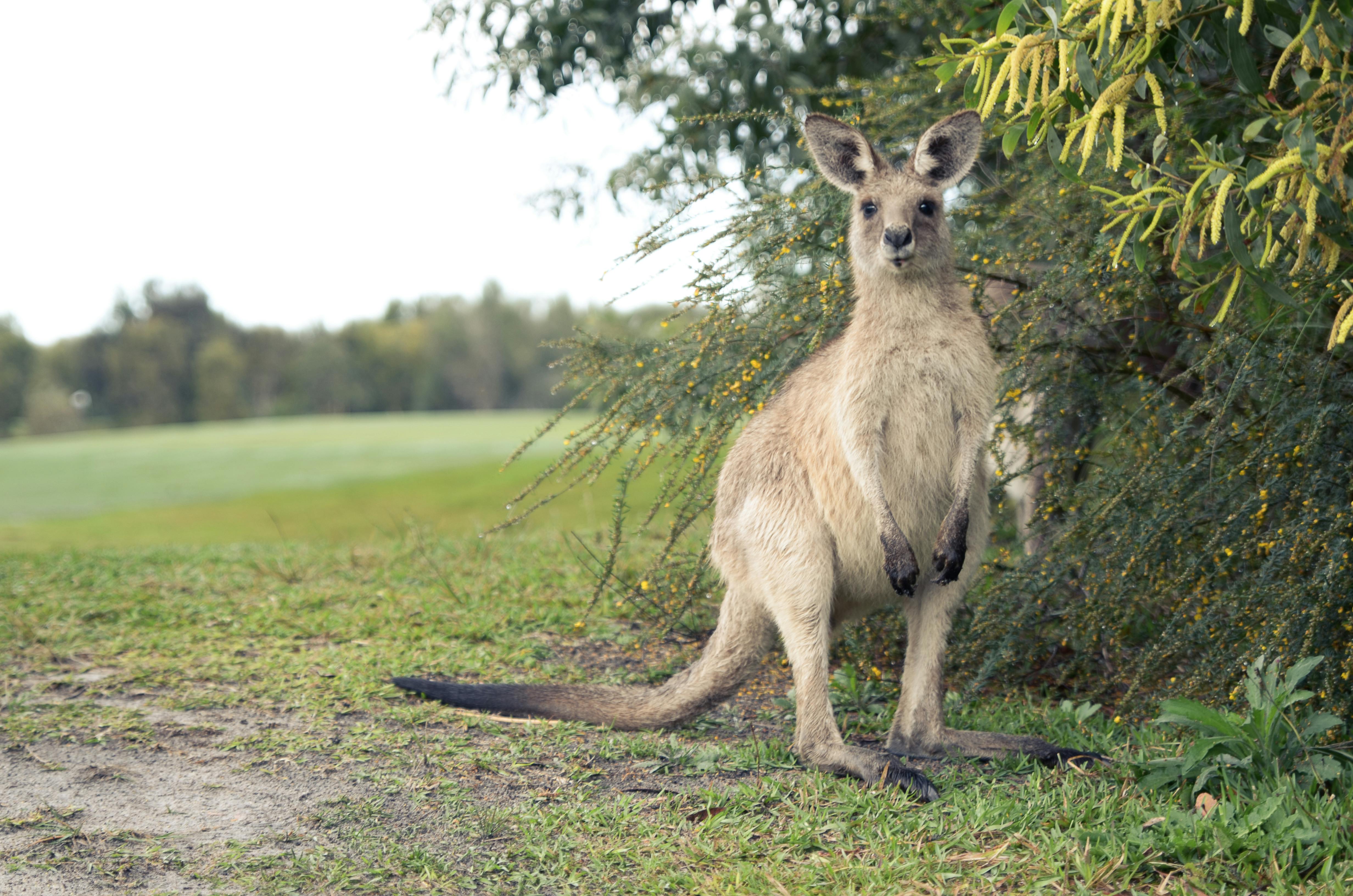 Free stock photo of kangaroo, natue