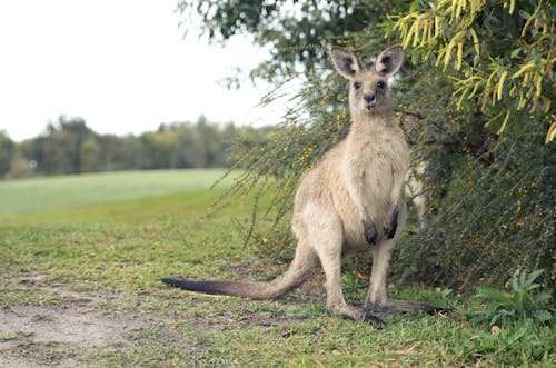 Free stock photo of kangaroo, nature