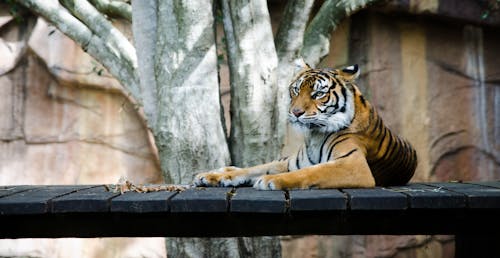 Tigre Orange Couché Sur Le Pont