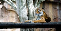 在自然主义动物园的木台上，躺着一只雄伟的老虎