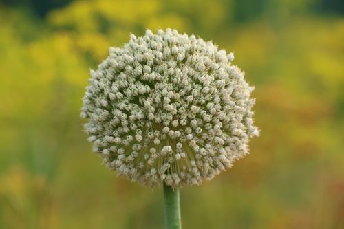 Free A detailed close-up of a blooming onion flowerhead in a natural outdoor setting. Stock Photo