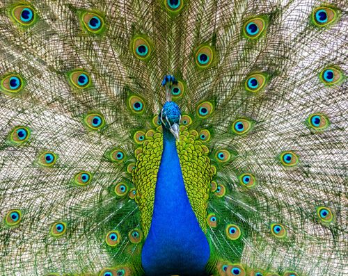 Free Close-up of a magnificent peacock with its vibrant feathers fanned out in Adıyaman. Stock Photo