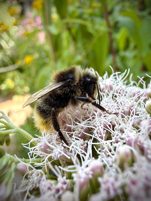 Free Detailed macro of a bumblebee collecting nectar from white flowers in a lush garden setting. Stock Photo