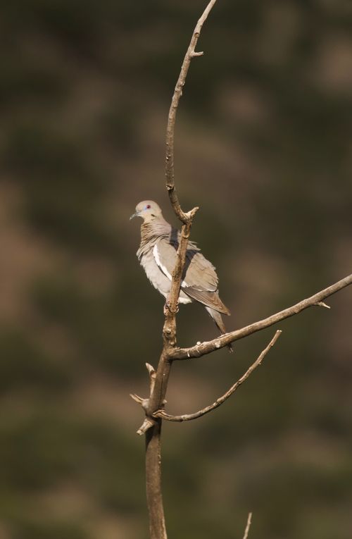 Free A white-winged dove, Zenaida asiatica, perched on a bare branch in natural surroundings. Stock Photo