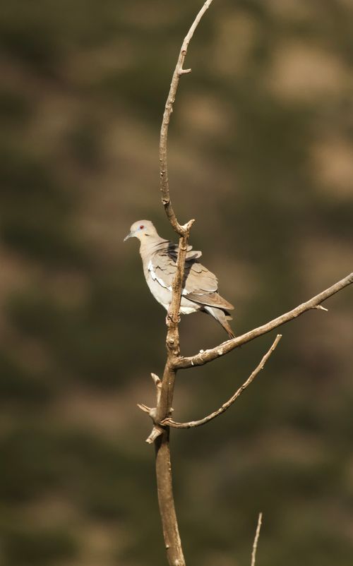 Free A white-winged dove perched on a bare branch, showcasing nature's simplicity. Stock Photo