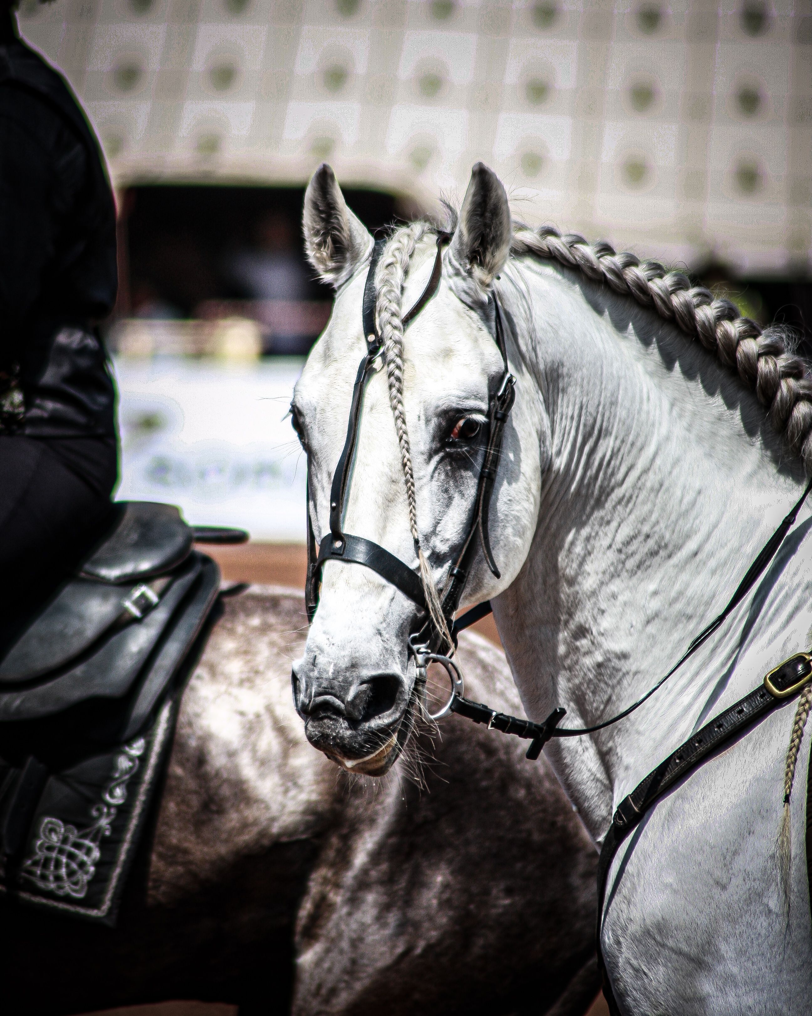 Portrait of a beautiful Arabian horse with a braided mane at an outdoor event.