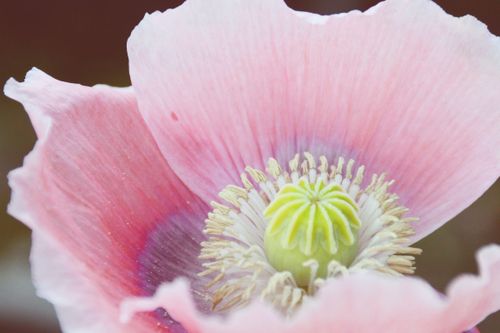 Free stock photo of bloom, blossom, botanical Stock Photo