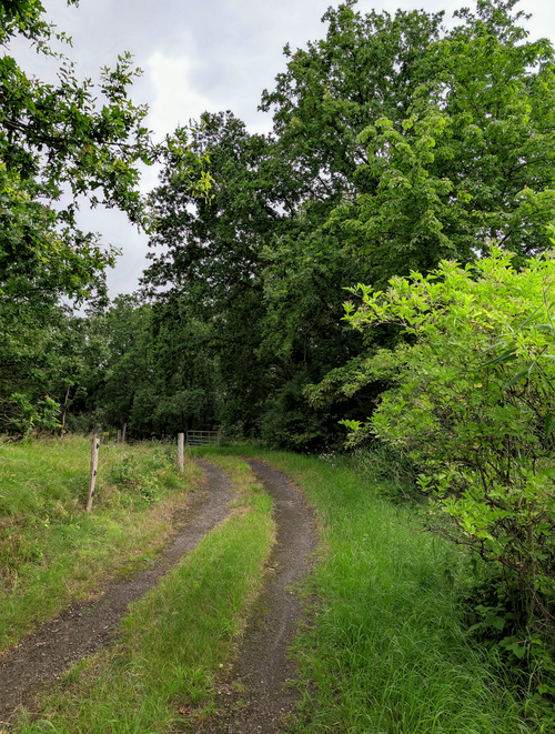Free Serene forest path surrounded by lush greenery in summer. Stock Photo