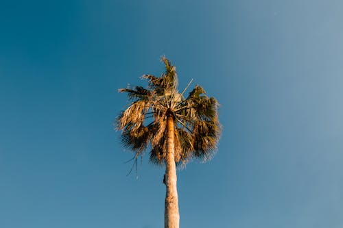 Δωρεάν στοκ φωτογραφιών με δέντρο, δέντρο καρύδας, φοινικόδεντρο