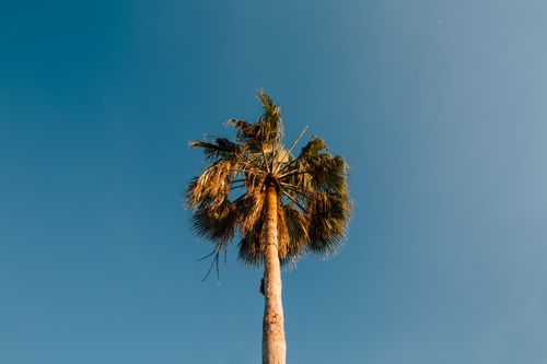 Free A single palm tree stands tall under a clear blue sky, capturing a sunny day. Stock Photo