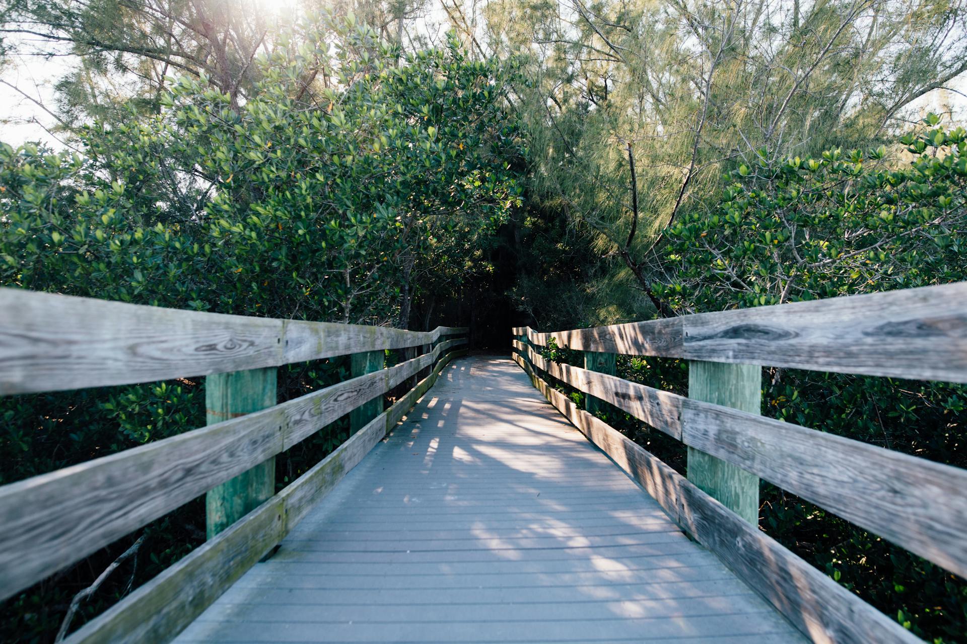 Wooden pier leading to green forest