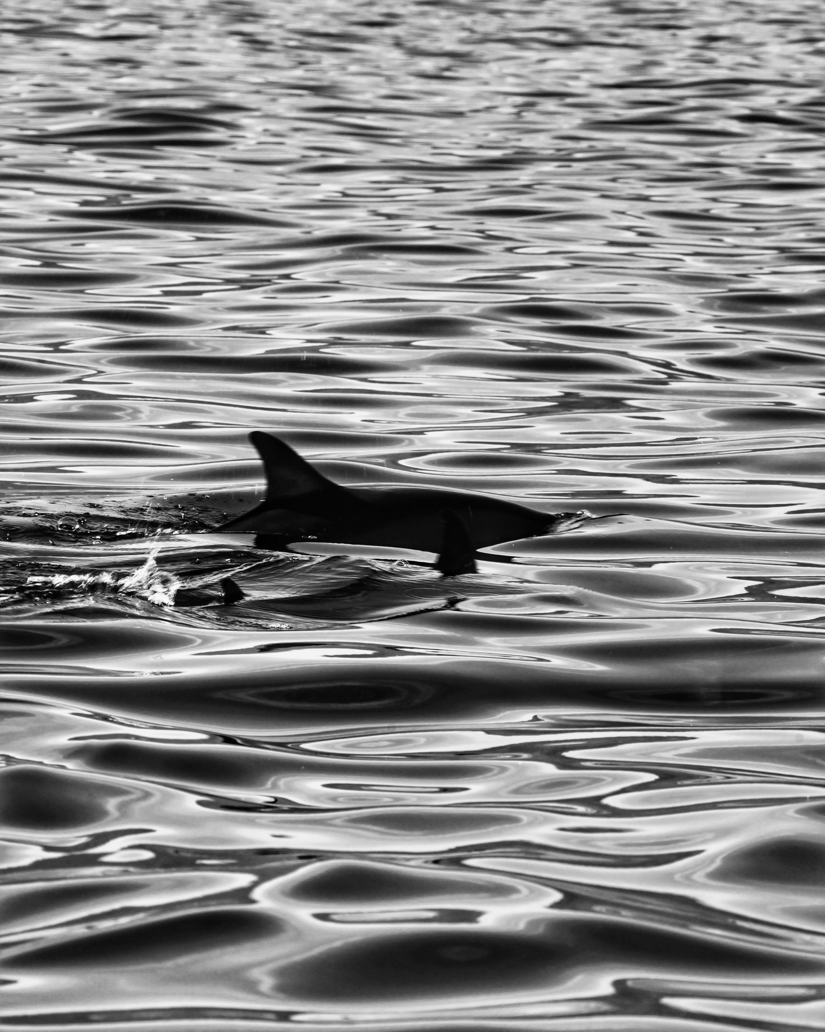 A dolphin fin gracefully surfacing in monochrome in Buleleng, Bali, Indonesia.