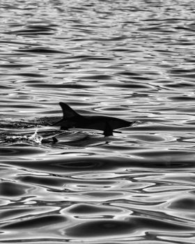 A dolphin fin gracefully surfacing in monochrome in Buleleng, Bali, Indonesia.