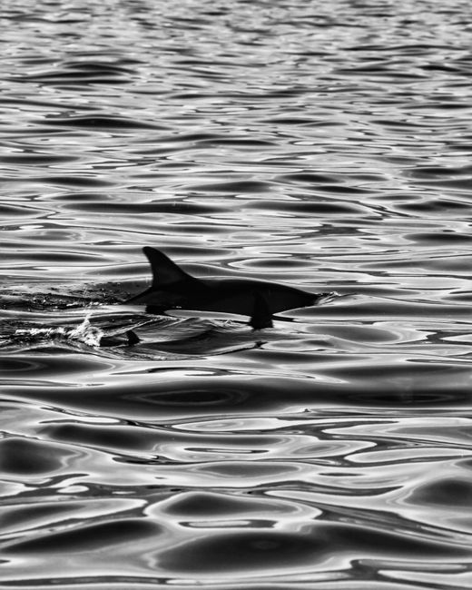 A dolphin fin gracefully surfacing in monochrome in Buleleng, Bali, Indonesia.