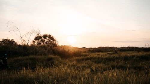 Free A peaceful sunset view casting warm hues over a tranquil grassy landscape. Stock Photo