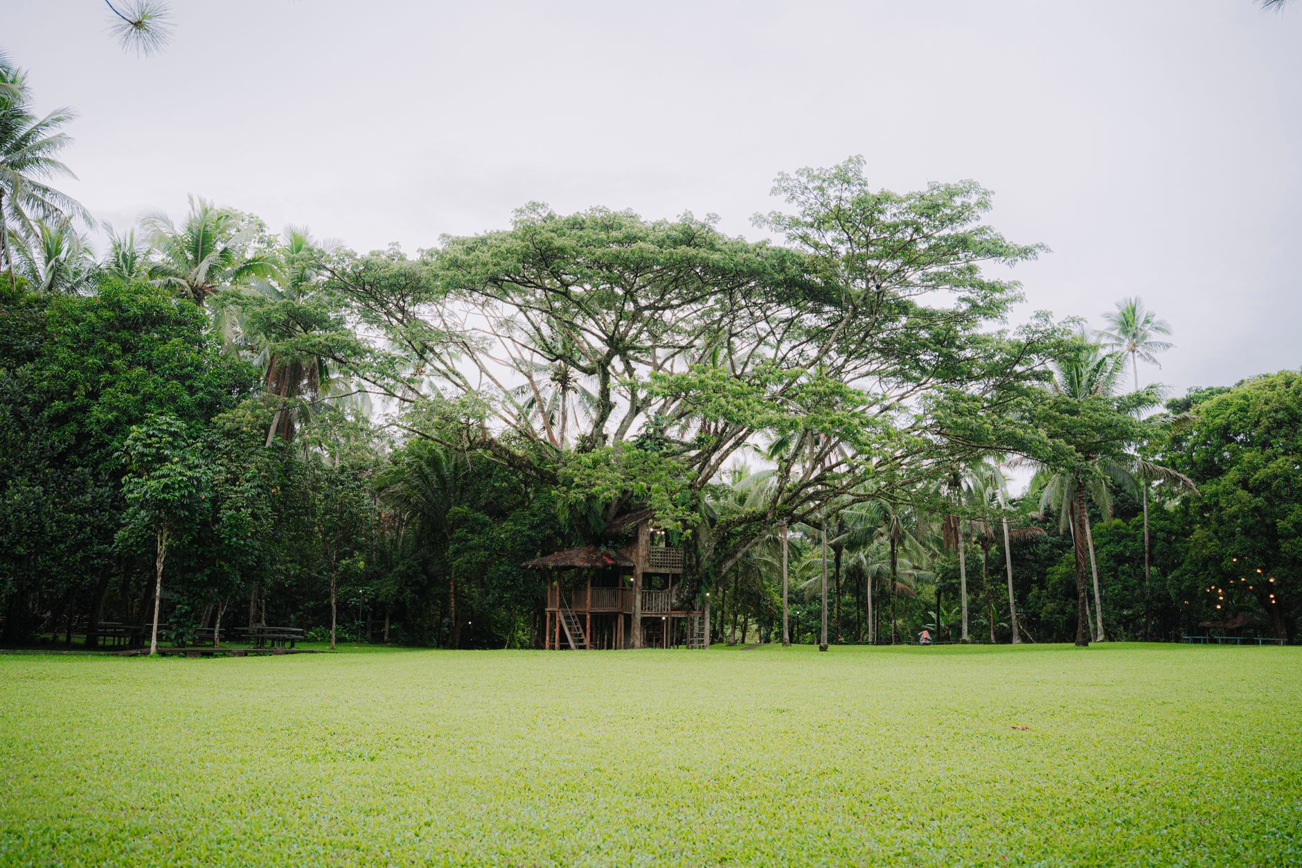 A serene treehouse surrounded by lush green foliage in a tropical setting.