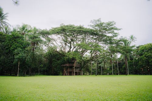 Free A serene treehouse surrounded by lush green foliage in a tropical setting. Stock Photo