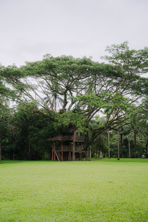 Free A tranquil treehouse surrounded by lush greenery under a vast tree canopy. Stock Photo