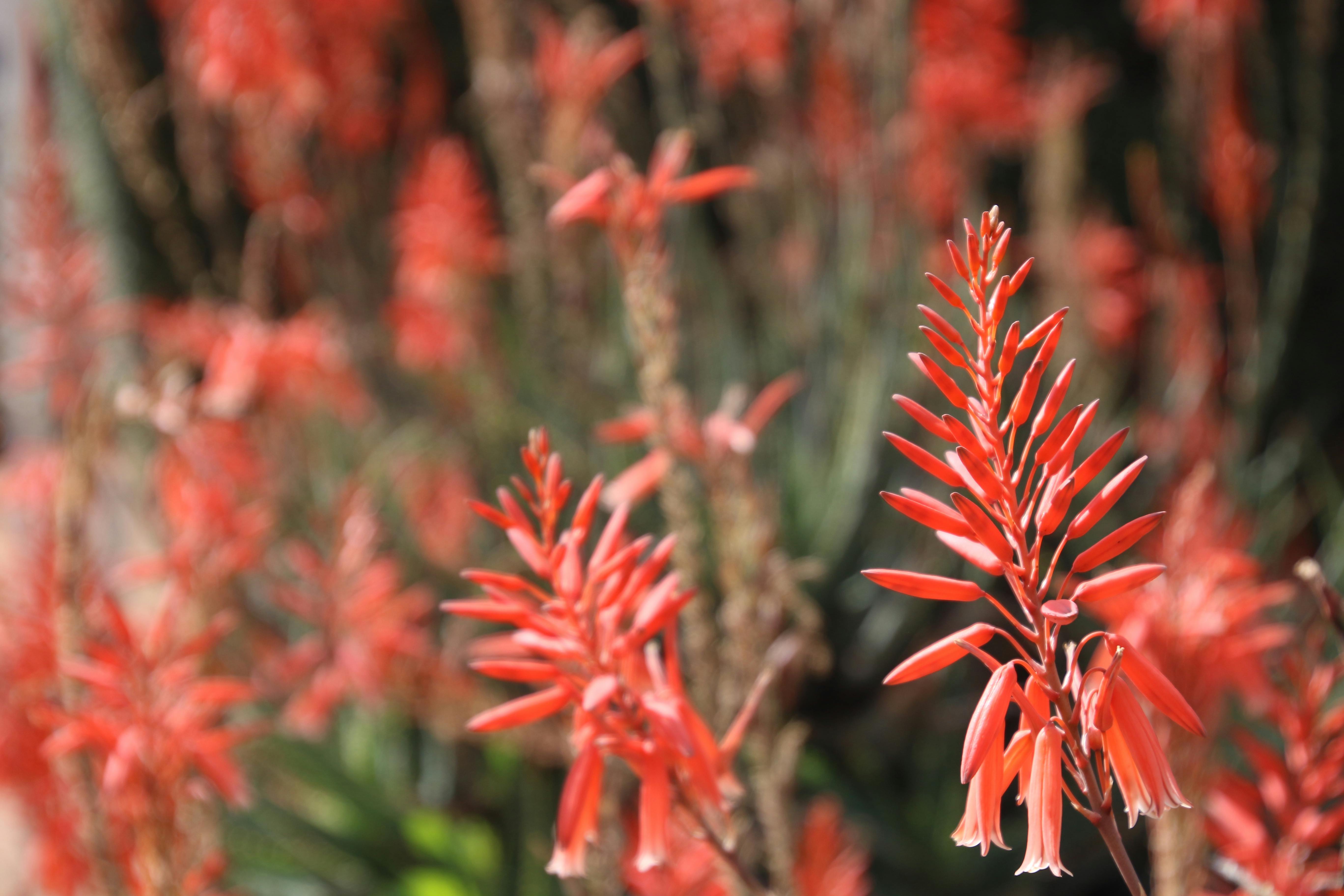 Ilustrasi Yoast SEO API