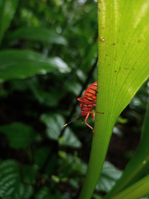 Free Close-up of a colorful red insect resting on a fresh green leaf. Stock Photo