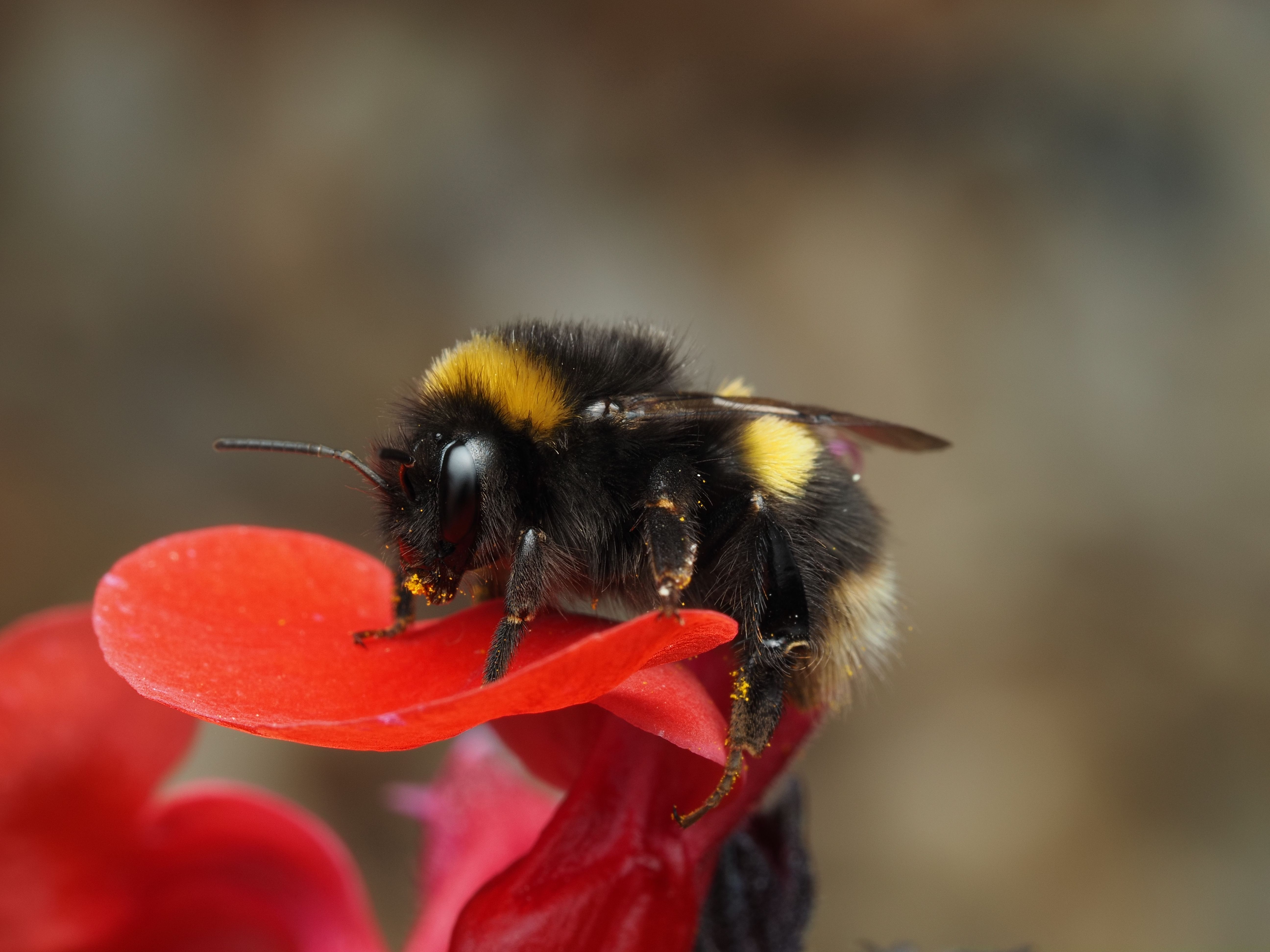 Foto: Ali Goode / Pexels