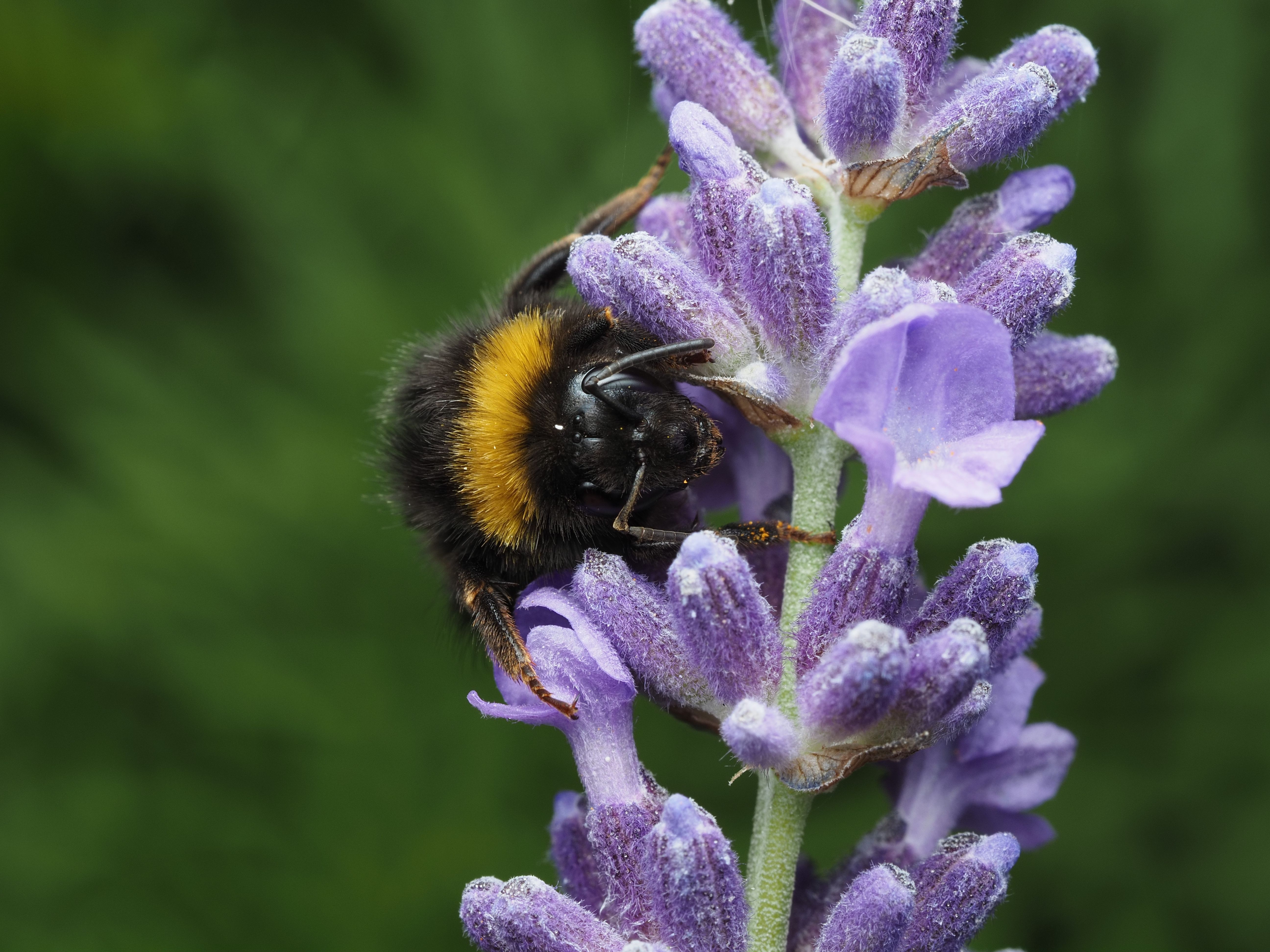 [ColoSach]-close-up-of-a-bumblebee-pollinating-purple-lavender-flowers-in-a-vibrant-summer-garden.